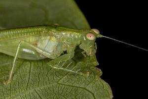 katydid adulte qui appelle calmement