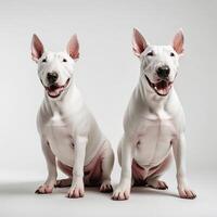 ai généré taureau terriers isolé sur blanc Contexte. ai génératif photo