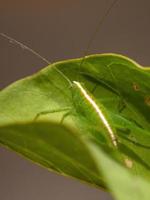 nymphe katydide feuille