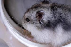 le hamster nain de Campbell photo