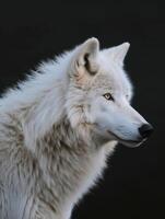 ai généré Arctique Loup sur noir Contexte photo