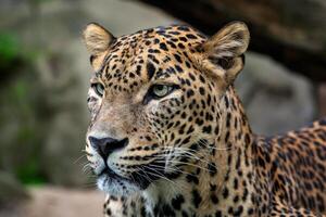 Ceylan léopard, panthera pardus kotya, gros Pointé chat photo