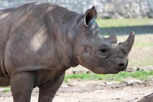 Jeune est noir rhinocéros photo