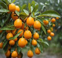 ai généré kumquat agrumes aurantiaca sur le arbre photo