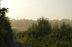 panorama de brouillard dans la forêt au-dessus des arbres photo