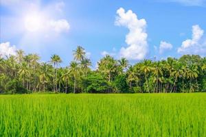 l'épi de riz renversé par le vent en été photo