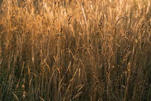 beau champ de prairie avec plante tendre sèche avoine soleil doré espace copie inspirant. photo