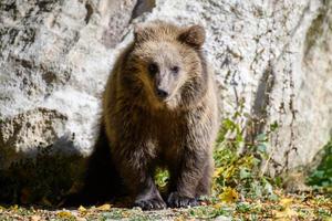 bébé ours brun sauvage dans la forêt d'automne. animal dans son habitat naturel photo