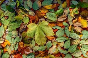 feuilles d'automne dans une flaque d'eau photo