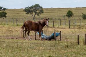 cheval dans une ferme brésilienne photo