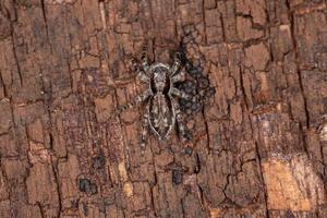 petite araignée sauteuse murale grise photo