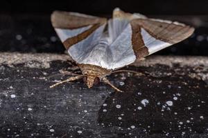 papillon de nuit adulte photo