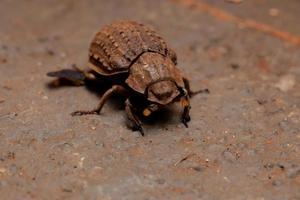 scarabée brésilien