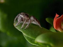 Araignée sauteuse adulte sur une plante katy enflammée photo