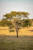 grand arbre angiosperme photo