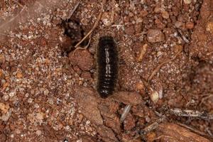 larve de coléoptère à longues articulations photo