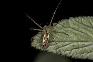 araignée lynx adulte photo