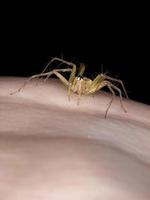 araignée lynx jaune photo