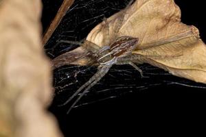 araignée de toile de pépinière photo