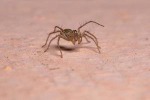 araignée lynx du Brésil photo