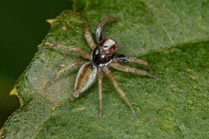 petite araignée sauteuse mâle photo
