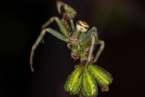 araignée crabe femelle adulte