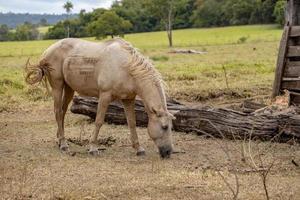 cheval dans une ferme brésilienne photo
