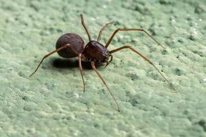 araignée crachée brésilienne photo