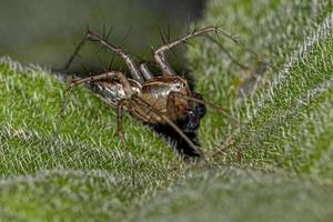 araignée lynx rayé mâle
