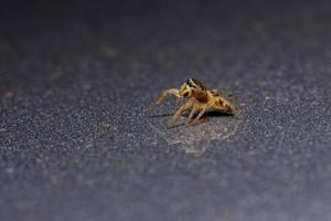 araignée sauteuse jaune photo