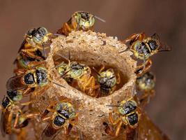 abeille jatai sans dard