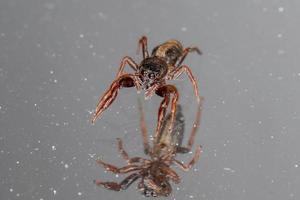 petite araignée sauteuse photo
