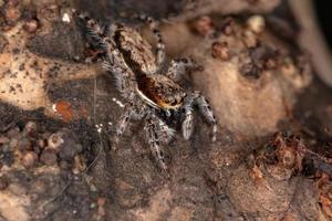Araignée sauteuse mur gris adulte femelle