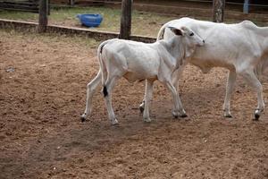 vache blanche juvénile photo