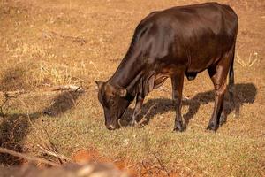 vache dans une ferme photo