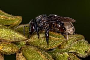 abeille sans dard femelle adulte