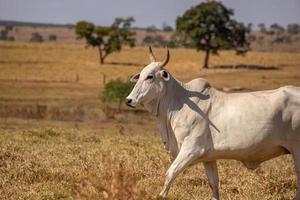 vache adulte dans une ferme photo