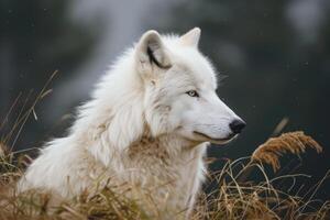 ai généré Arctique Loup dans le forêt photo