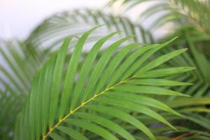 feuille de palmier tropical vert avec ombre sur mur blanc photo