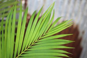 feuille de palmier tropical vert avec ombre sur mur blanc photo