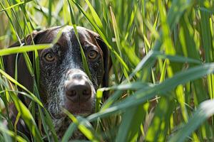 ai généré chasse chien dans grand herbe. allemand cheveux courts aiguille. photo