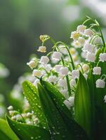 ai généré blanc lis de le vallée fleurs. convallaria majalis forêt floraison plante avec gouttes de pluie. photo