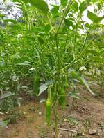 certains incroyable santé avantages de vert piments nous d'habitude utilisation piments à améliorer le goût de notre aliments. vert piments contenir capsaïcine lequel augmente le le chili piquant. photo