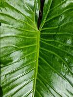 grand vert feuilles de tropical les plantes. photo