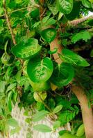 fermer photo de le mangkokan feuille plante lequel est une rare plante dans le philippines cette a nombreuses santé avantages et est a cru à apporter bien la chance dans le maison.