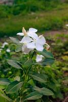 gardénia fleurs avec vert feuilles dans le jardin. photo