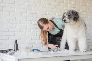 femme souriante, toilettage, chien bichon frisé, dans, salon photo