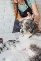 femme souriante, toilettage, chien bichon frisé, dans, salon photo