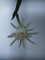 fleur de cactus en arête de poisson photo