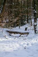 neige couvert forêt avec une banc dans le milieu photo